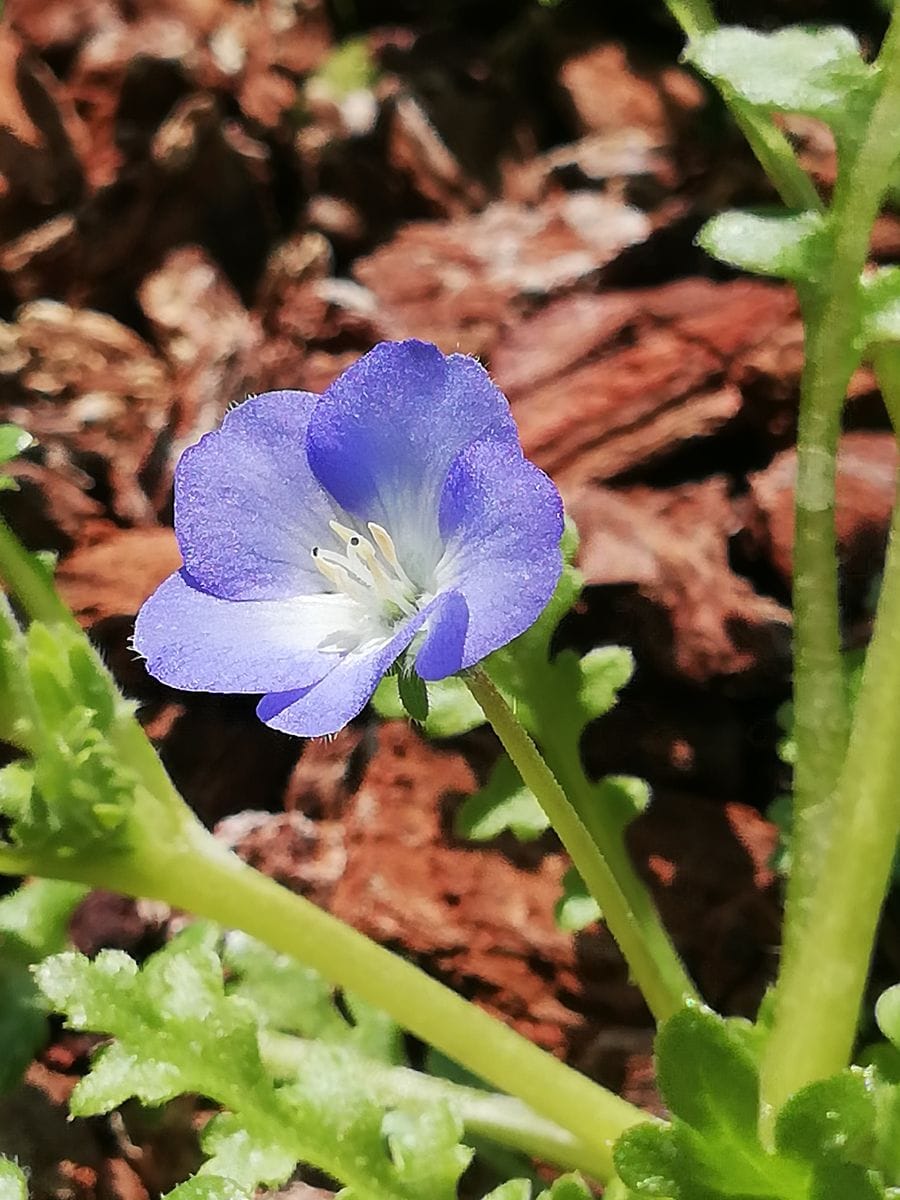 ネモフィラ💠種から水耕栽培 ついに開花(底面給水)