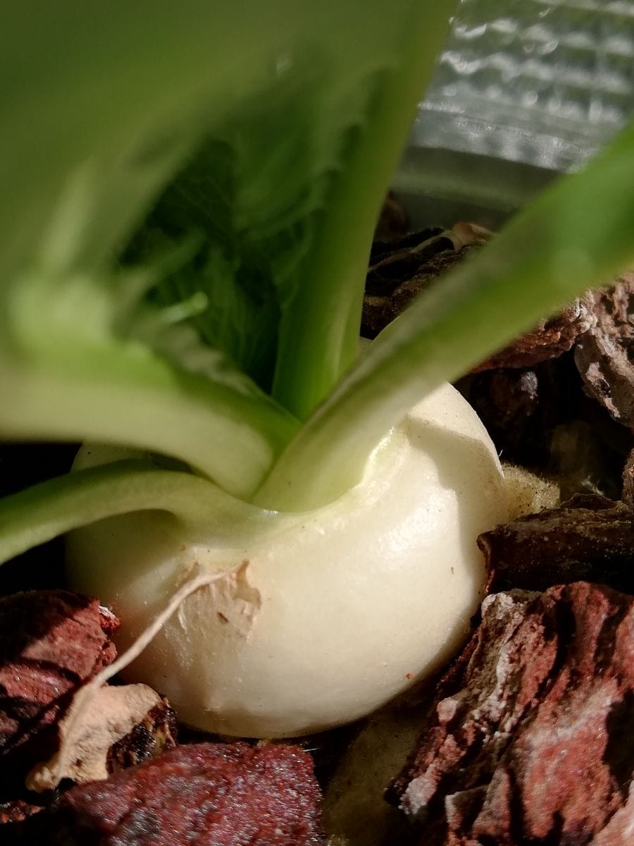 時なし小かぶ野菜☘️♪種から水耕栽培 苗の様子