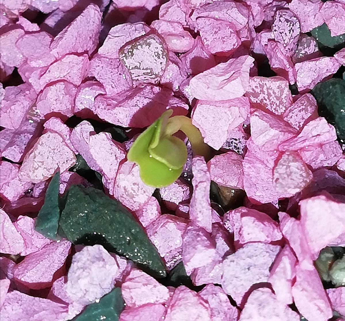 時なし小かぶ野菜☘️♪種から水耕栽培 発芽スタート〰️