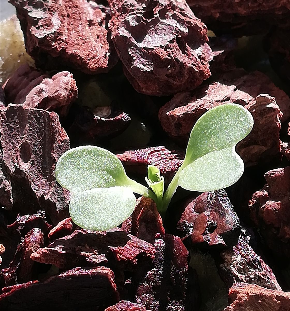 時なし小かぶ野菜☘️♪種から水耕栽培 苗の様子