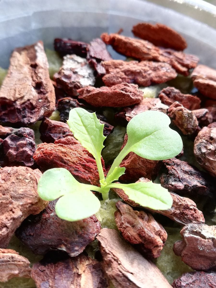 時なし小かぶ野菜☘️♪種から水耕栽培 苗の様子