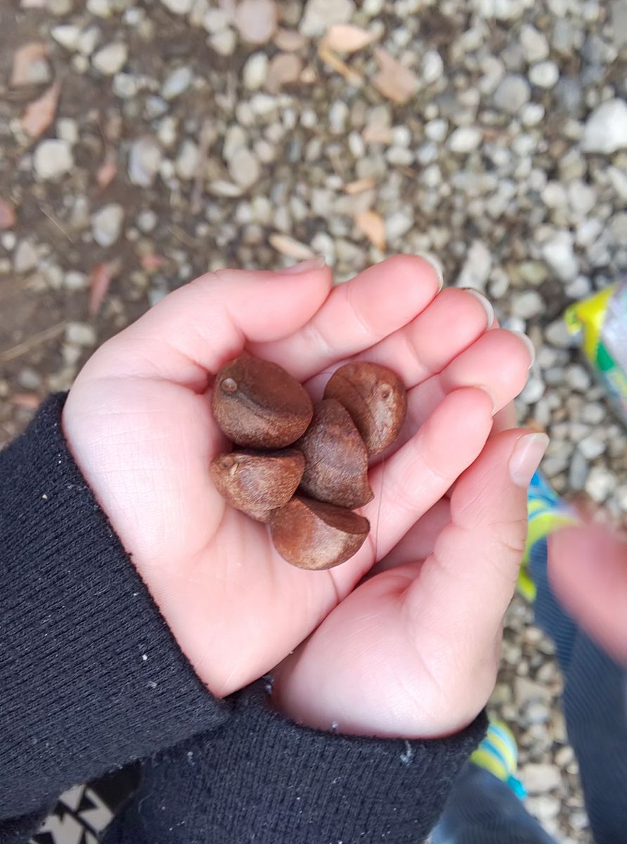 子供たちが山茶花を種から育てる🌱