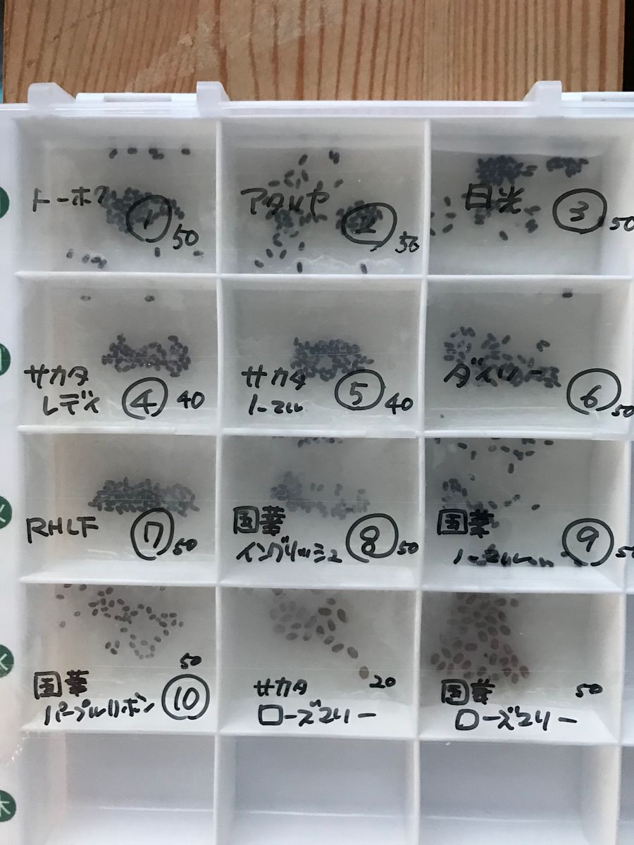 あこがれのラベンダー〜種から育てたい 2020年4/10 下準備