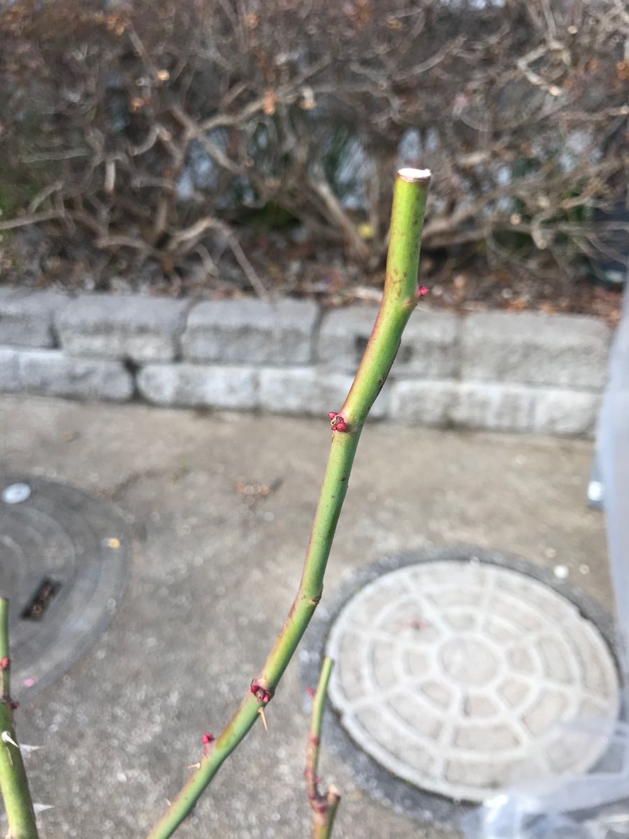 鉢植えでピエールドゥロンサールをオベリスク仕立てに 2020年1月23日　芽が目立つように
