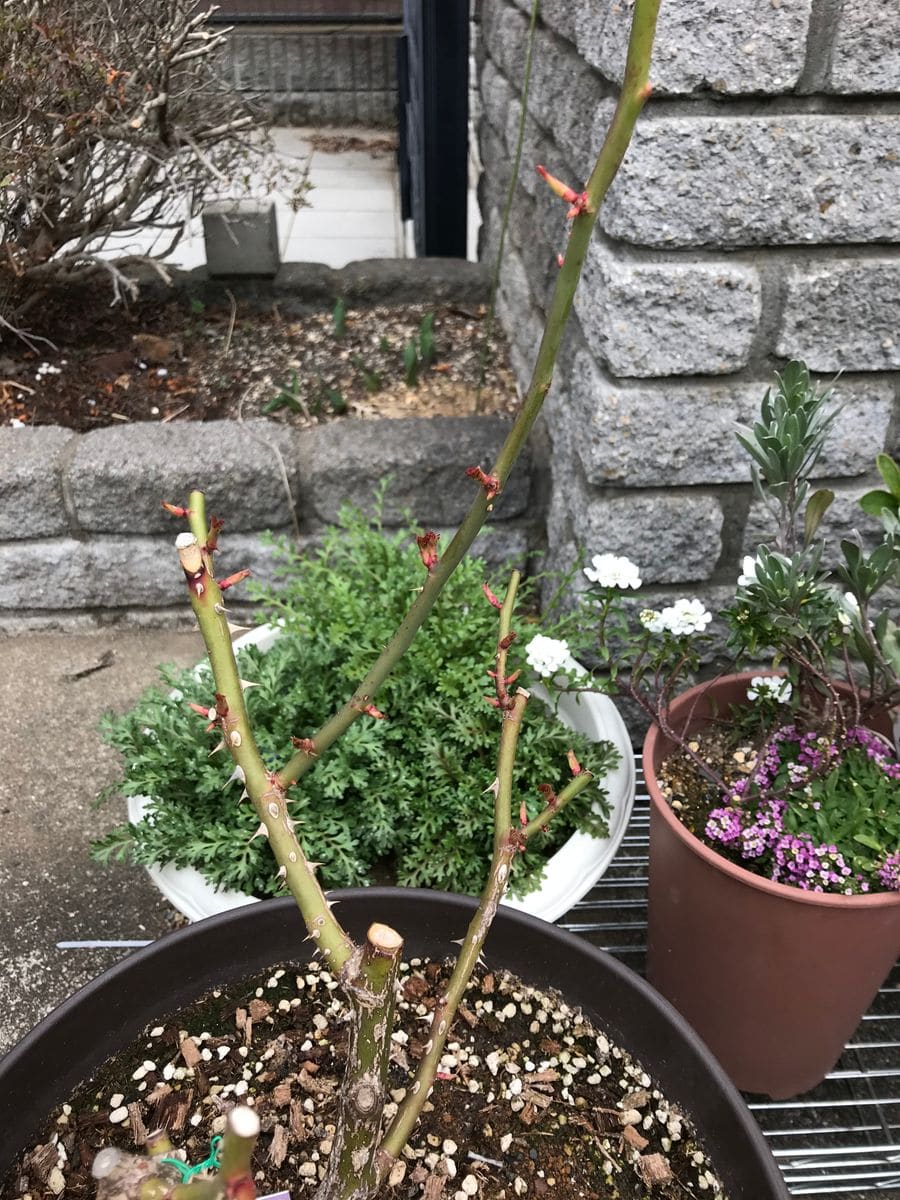 鉢植えでピエールドゥロンサールをオベリスク仕立てに 2020年3月1日