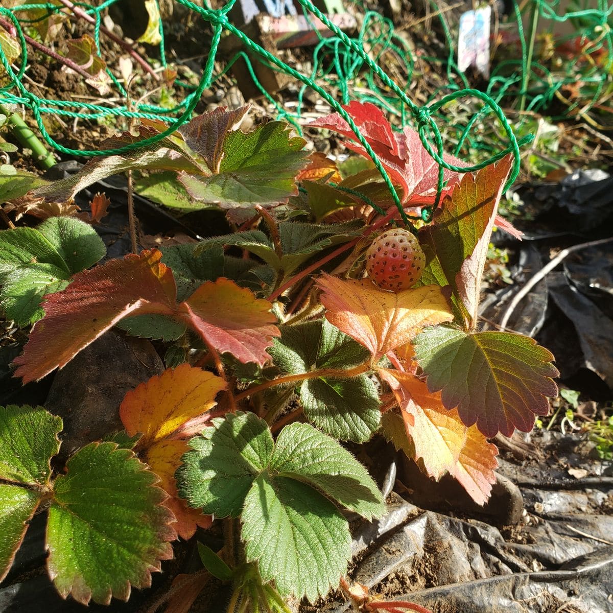 イチゴ イチゴの紅葉