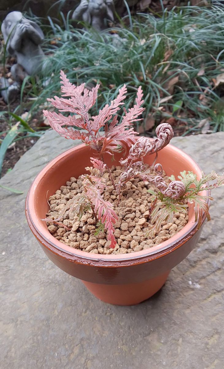 祖父のイワヒバを家でも育ててみる🌱 植付け