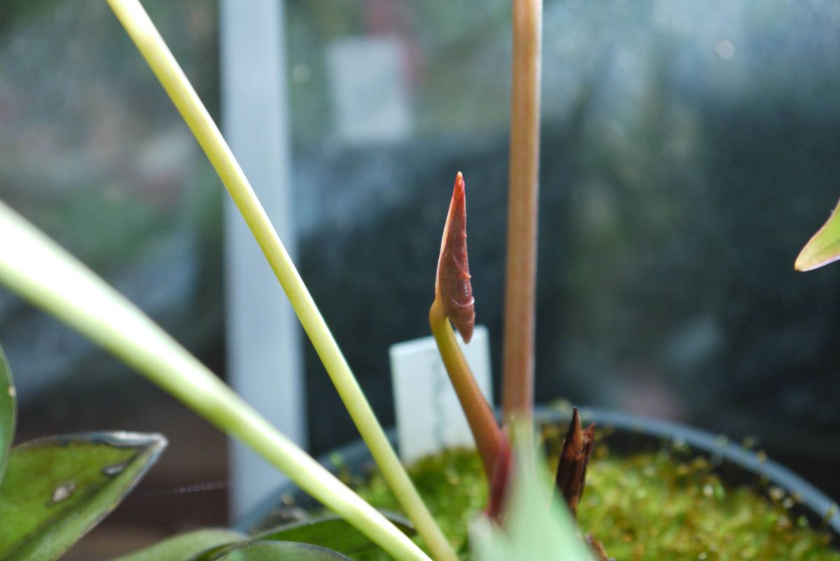 おばけアンスを育てる。 葉の芽登場