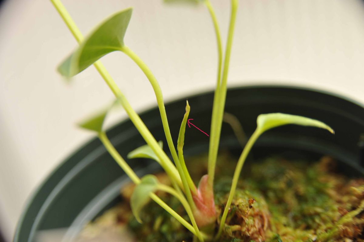 おばけアンスを育てる。 また新芽が出てる。