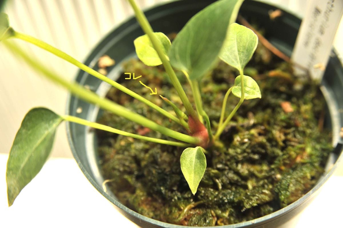 おばけアンスを育てる。 次の新芽