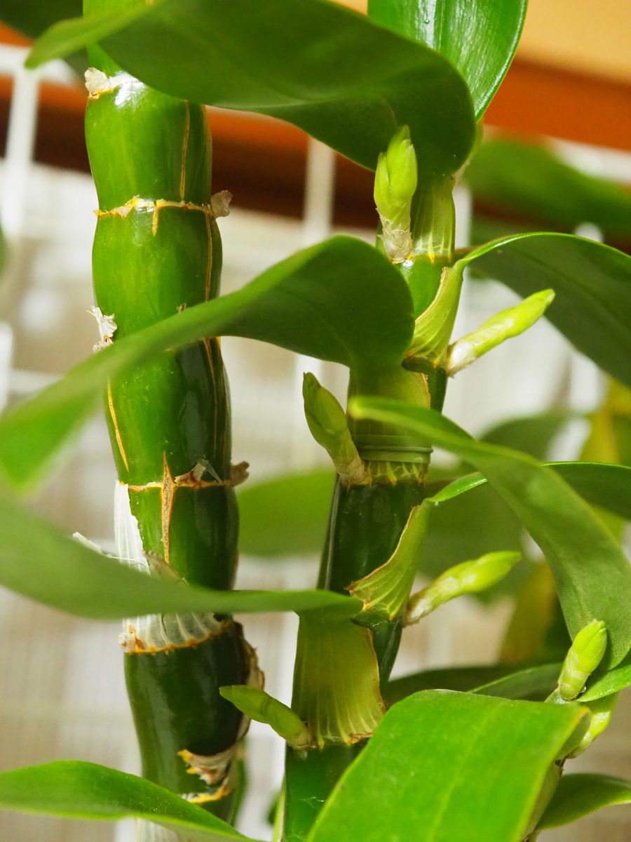 花後のお安くなったデンドロビウム（ノビル系）を、育ててみよう 花芽がはっきりと