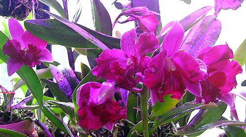 ミニカトレアのハワイアンスプラッシュが一株に同時に何輪咲くか？ ６輪開花。