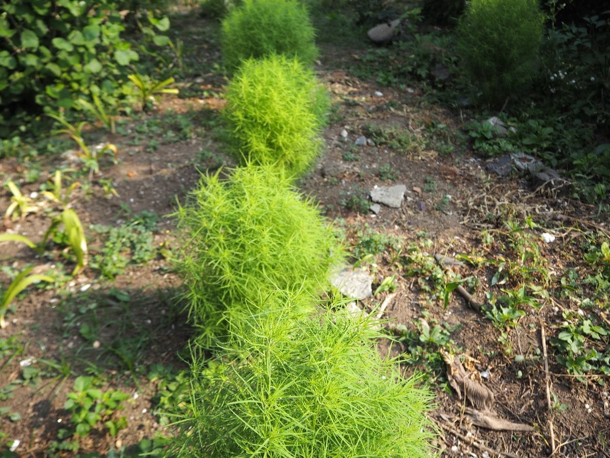 紅葉する一年草　コキア→ 箒を作ります、そして毎年こぼれ種 8月下旬、猛暑でも元気