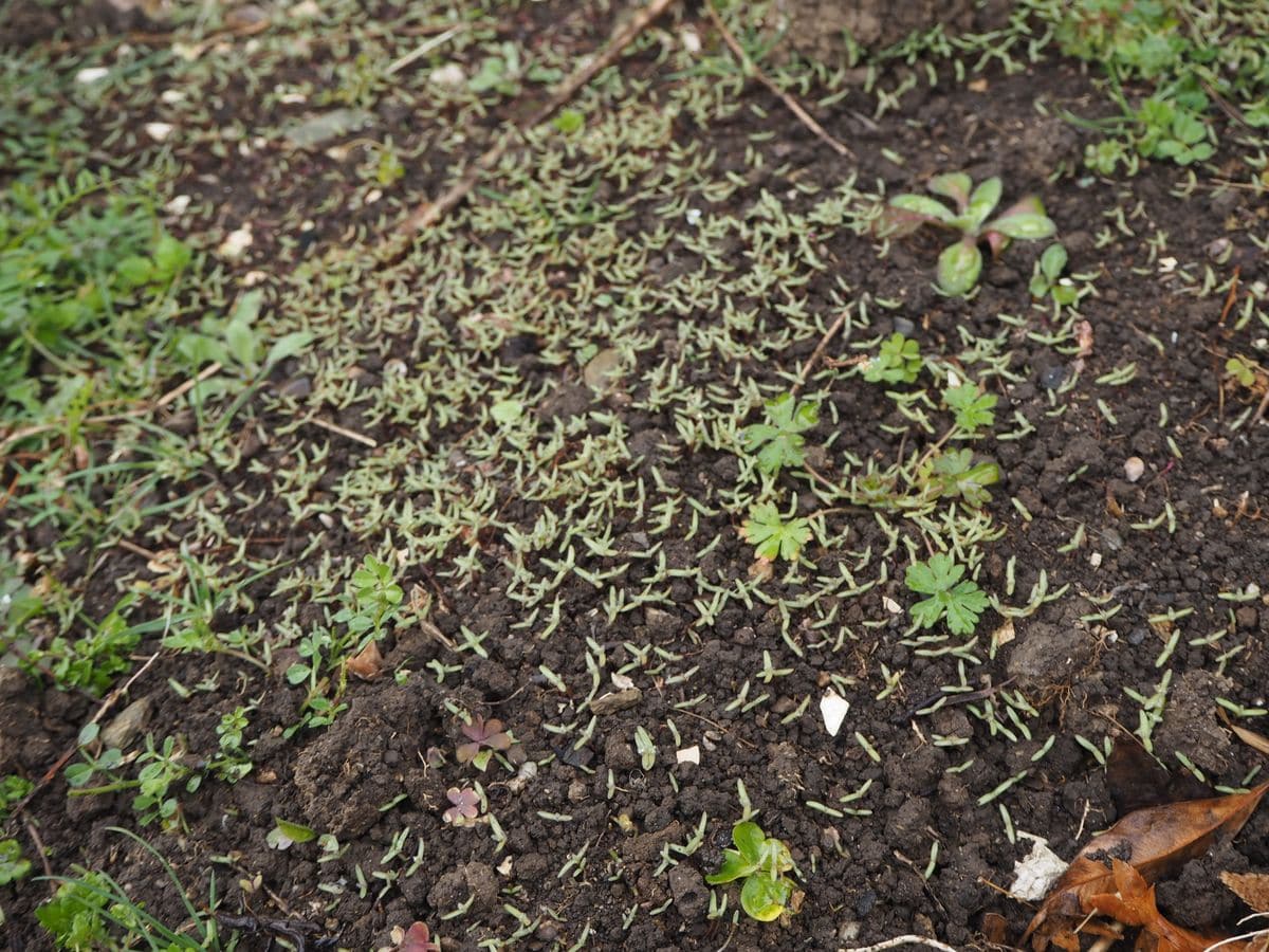 紅葉する一年草　コキア→ 箒を作ります、そして毎年こぼれ種 早くもこぼれ種