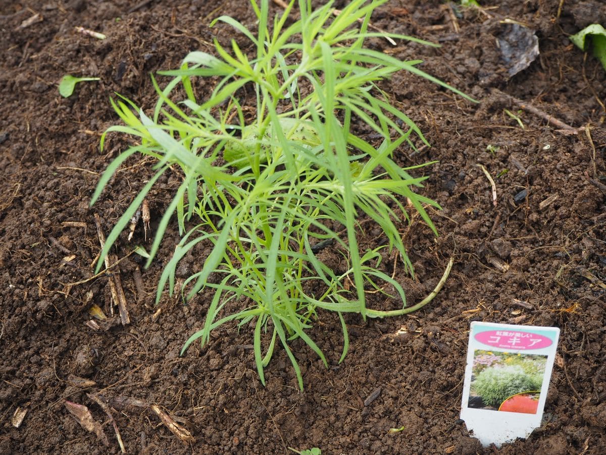 紅葉する一年草　コキア→ 箒を作ります、そして毎年こぼれ種 ５月１日。ポット苗のコキアを植えます