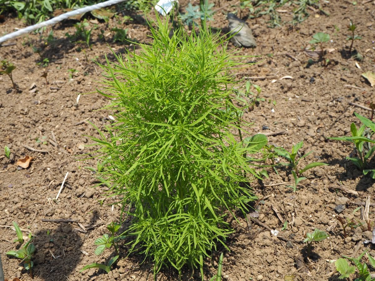 紅葉する一年草　コキア→ 箒を作ります、そして毎年こぼれ種 ５月２５日。