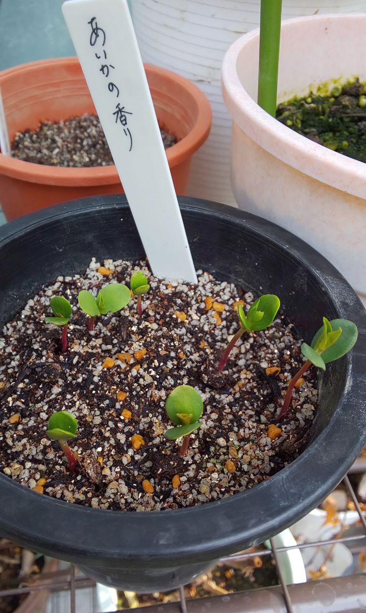 美味しく食べた🍎リンゴの花を見てみたい❗️ 続々と発芽🌱