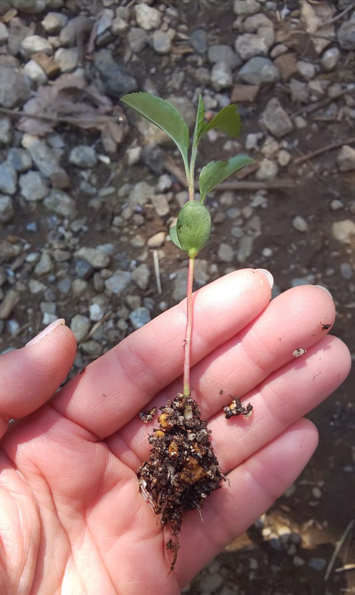 美味しく食べた🍎リンゴの花を見てみたい❗️ 鉢上げ作業