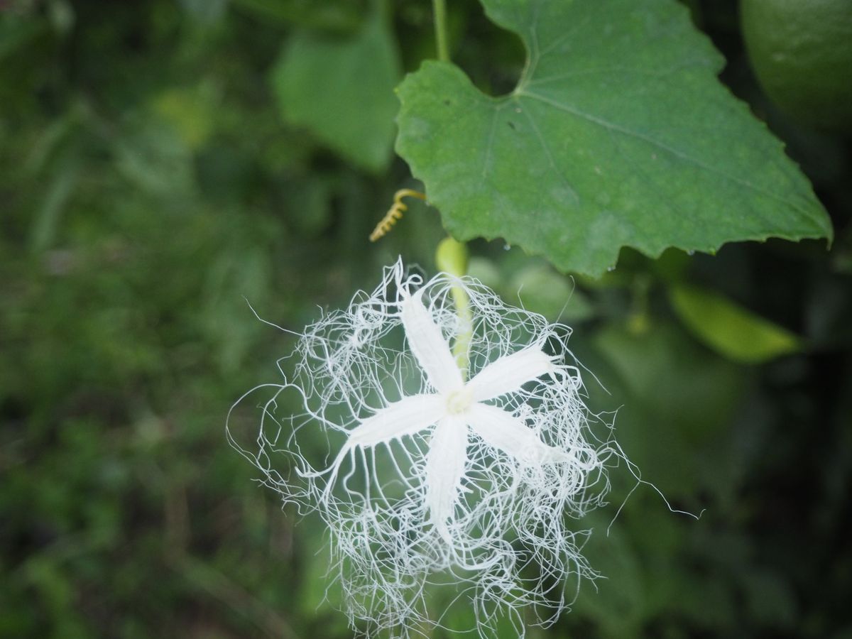 お花が綺麗なカラスウリ 綺麗なお花。レースのように綺麗です。