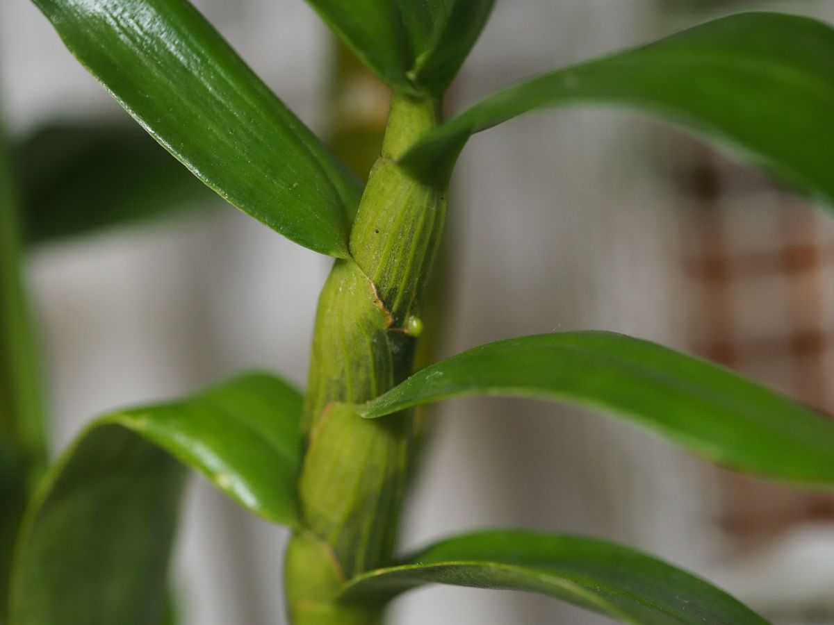 花後のお安くなったデンドロビウム（ノビル系）を、育ててみよう ２ 元ラベルの鉢の方に花芽？