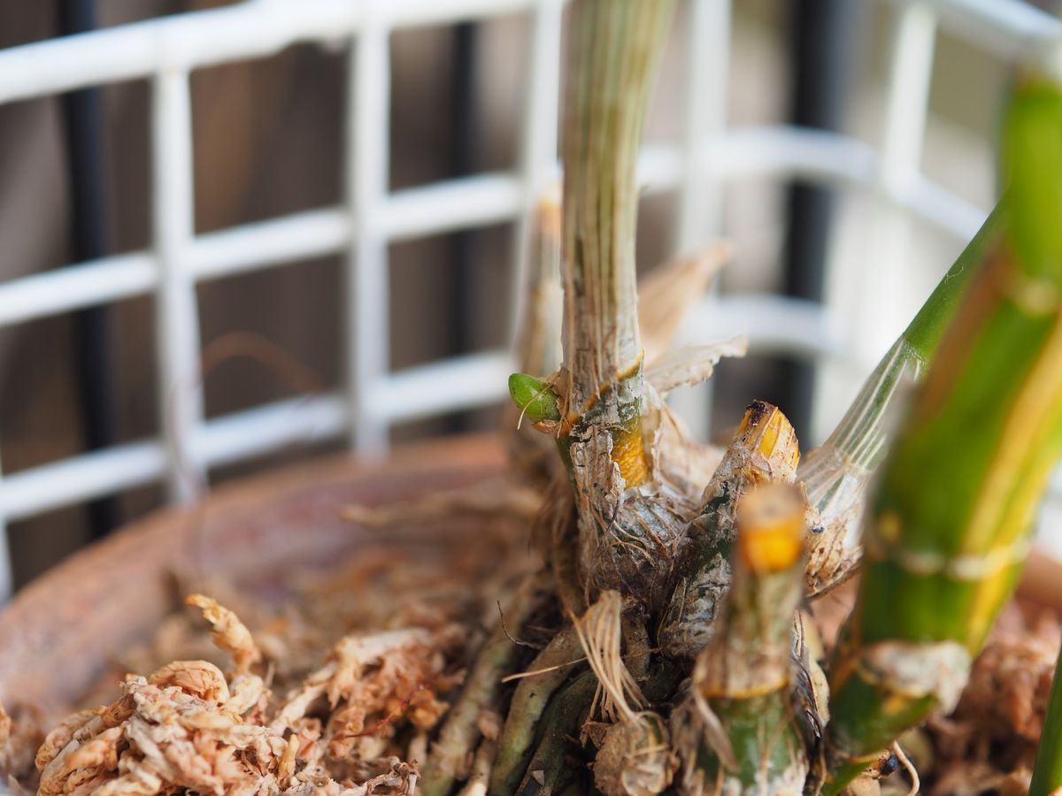 花後のお安くなったデンドロビウム（ノビル系）を、育ててみよう ２ 小さな新芽