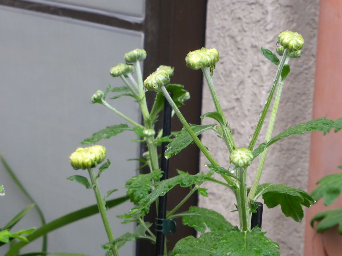 庭の大菊 蕾が成長しています　10月10日