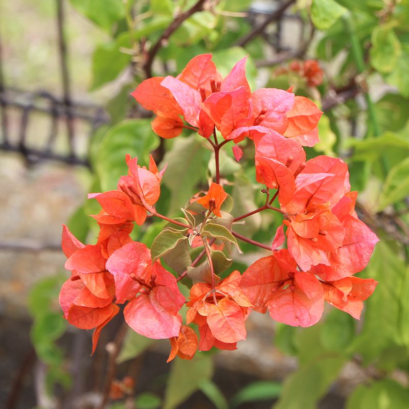 ブーゲンビレアを盆栽風に仕立ててみたい オレンジの枝の開花