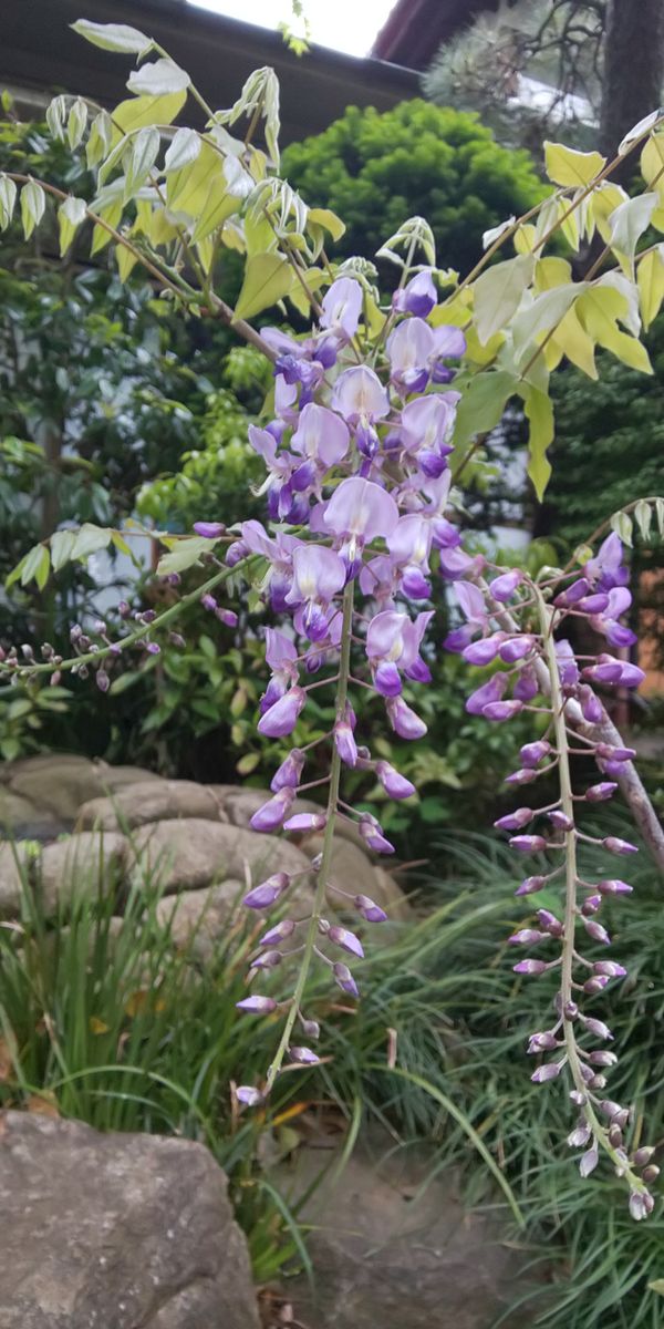 主人の衝動買いした藤を育てる。 開花