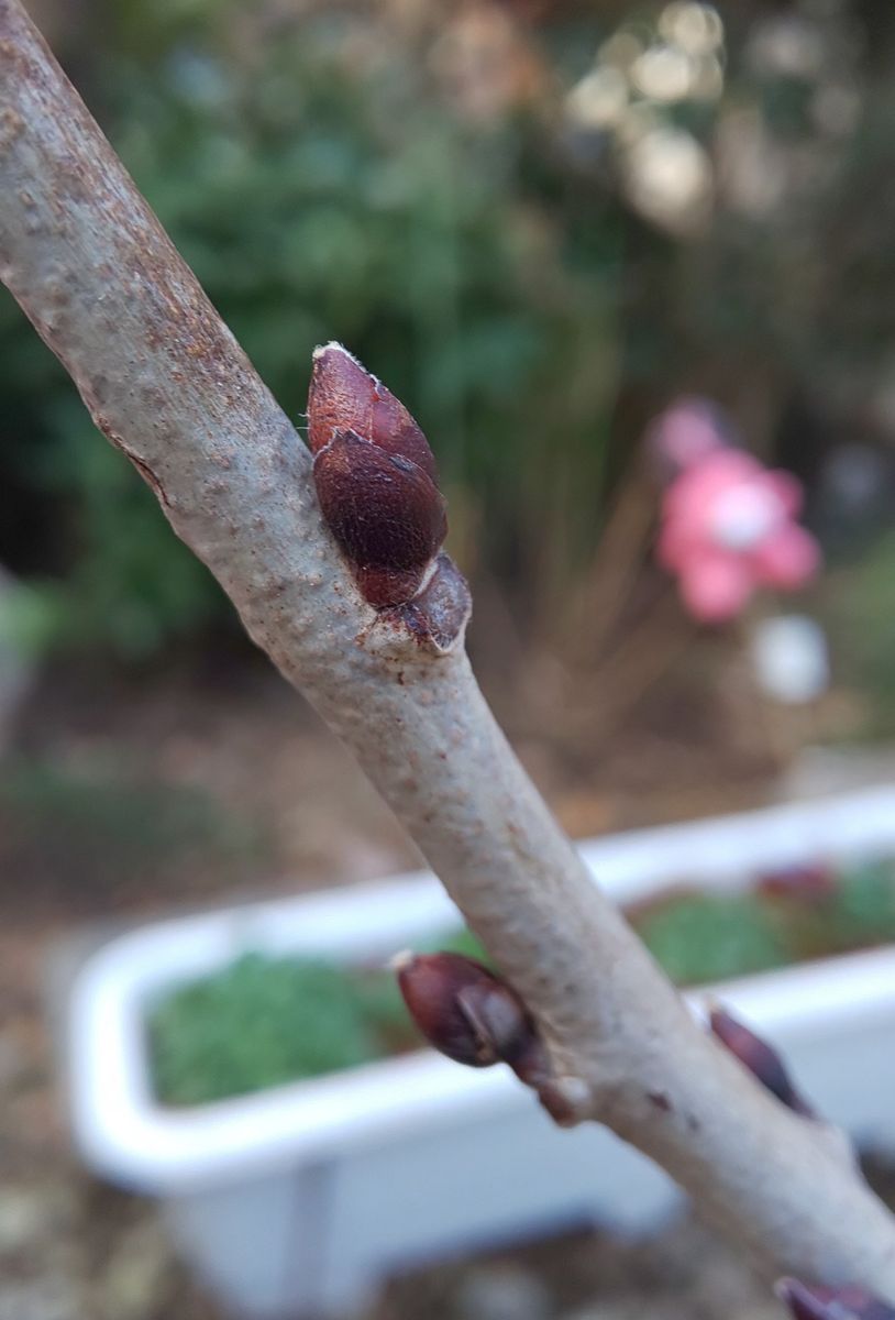 主人の衝動買いした藤を育てる。 新芽🌱