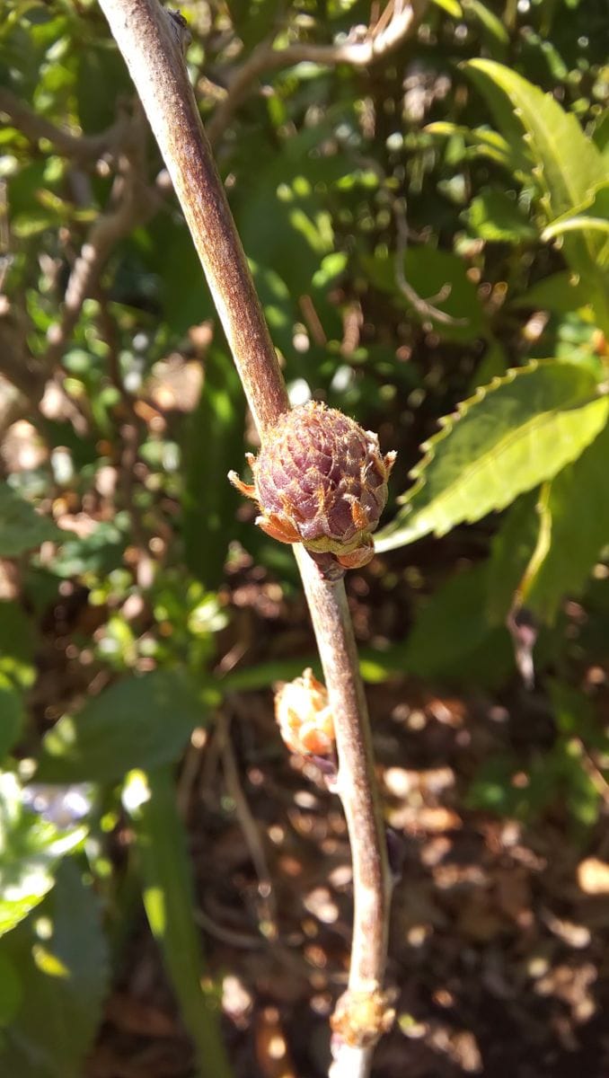 主人の衝動買いした藤を育てる。 蕾、確認👀✨