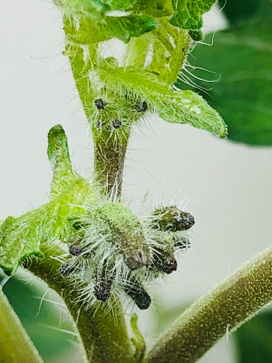 湘南ポモロン🍅 〜チャレンジ2020〜🎵 花芽が上がった‼︎