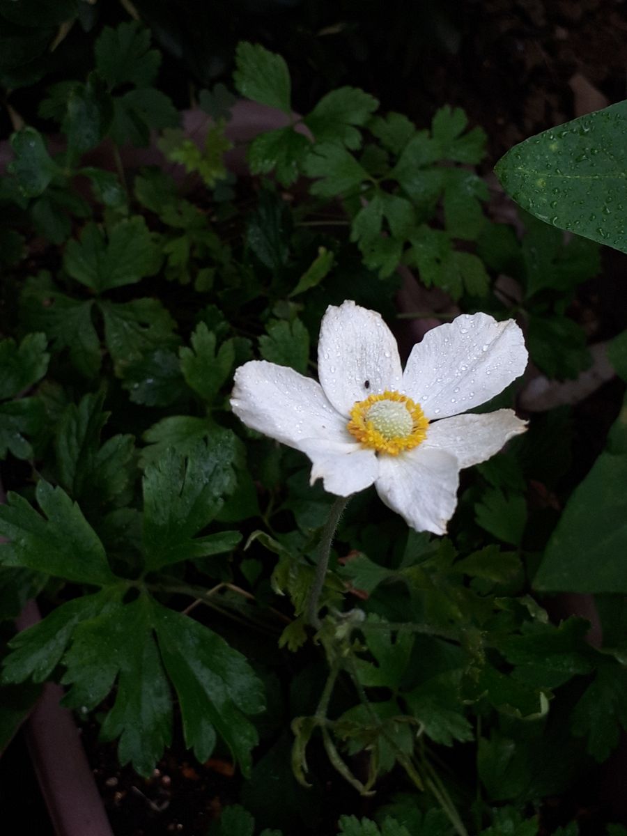 アネモネ　シルベストリス🌼種から育てる 突然開花😲