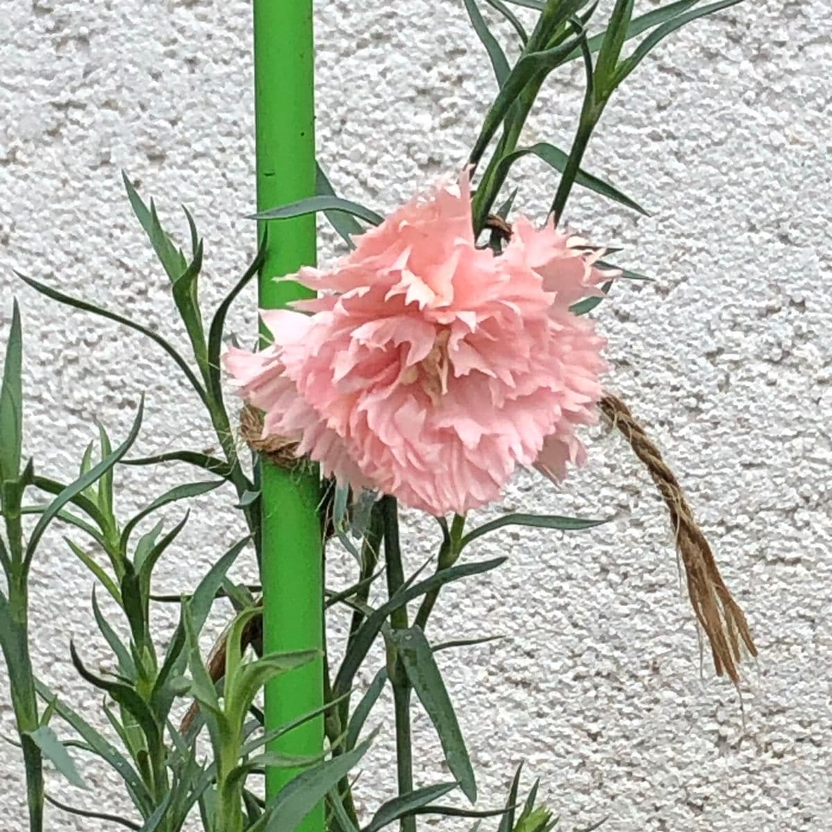 カーネーション/エディブルフラワー 一輪目、開花💕