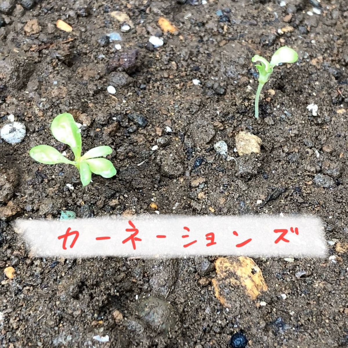 カーネーション/エディブルフラワー 地植え