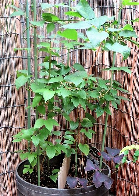 つる植物の女王に挑戦♡ 花は1輪　😢