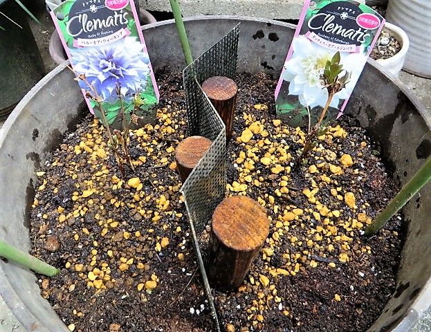 つる植物の女王に挑戦♡ アドバイスより❣