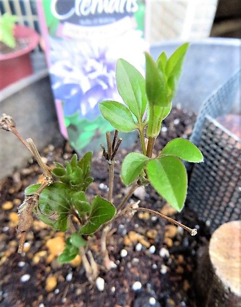 つる植物の女王に挑戦♡ 🌱が成長しています