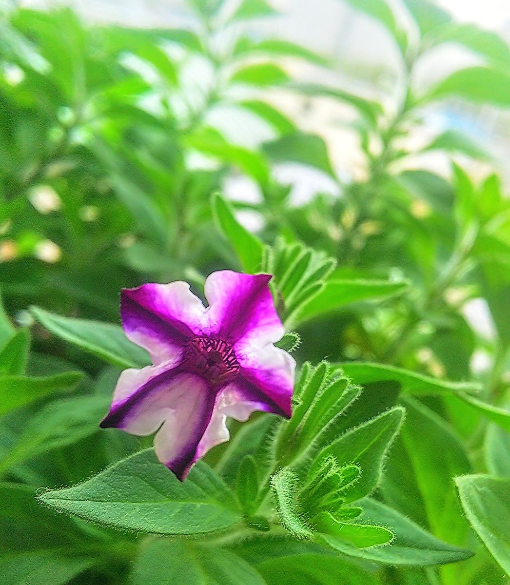 挿し木で育てるペチュニア・ミニブルースター 親木に花が咲きました💠