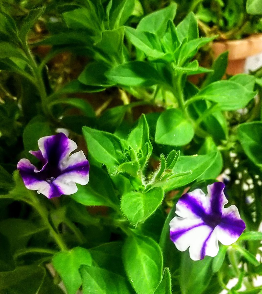 挿し木で育てるペチュニア・ミニブルースター 親木の花が７花