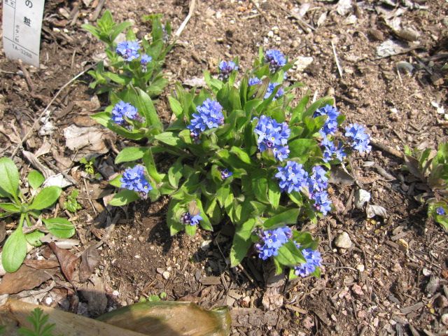 大好きな勿忘草、今年も咲くといいな！ ピンクと青の混合