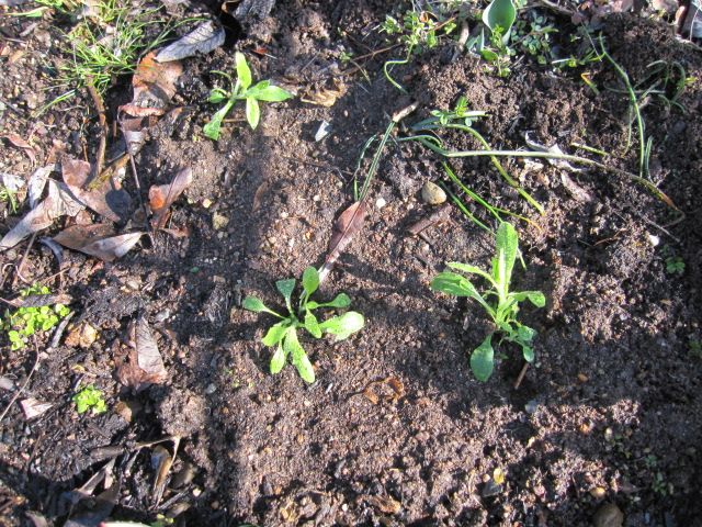 大好きな勿忘草、今年も咲くといいな！ 3月１８日　庭に移植しました。