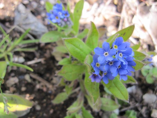 大好きな勿忘草、今年も咲くといいな！ 水色の勿忘草