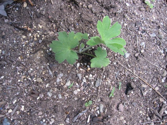 大好きなデルフェニウムを咲かせたい 5月14日　太い茎になってきたかな？