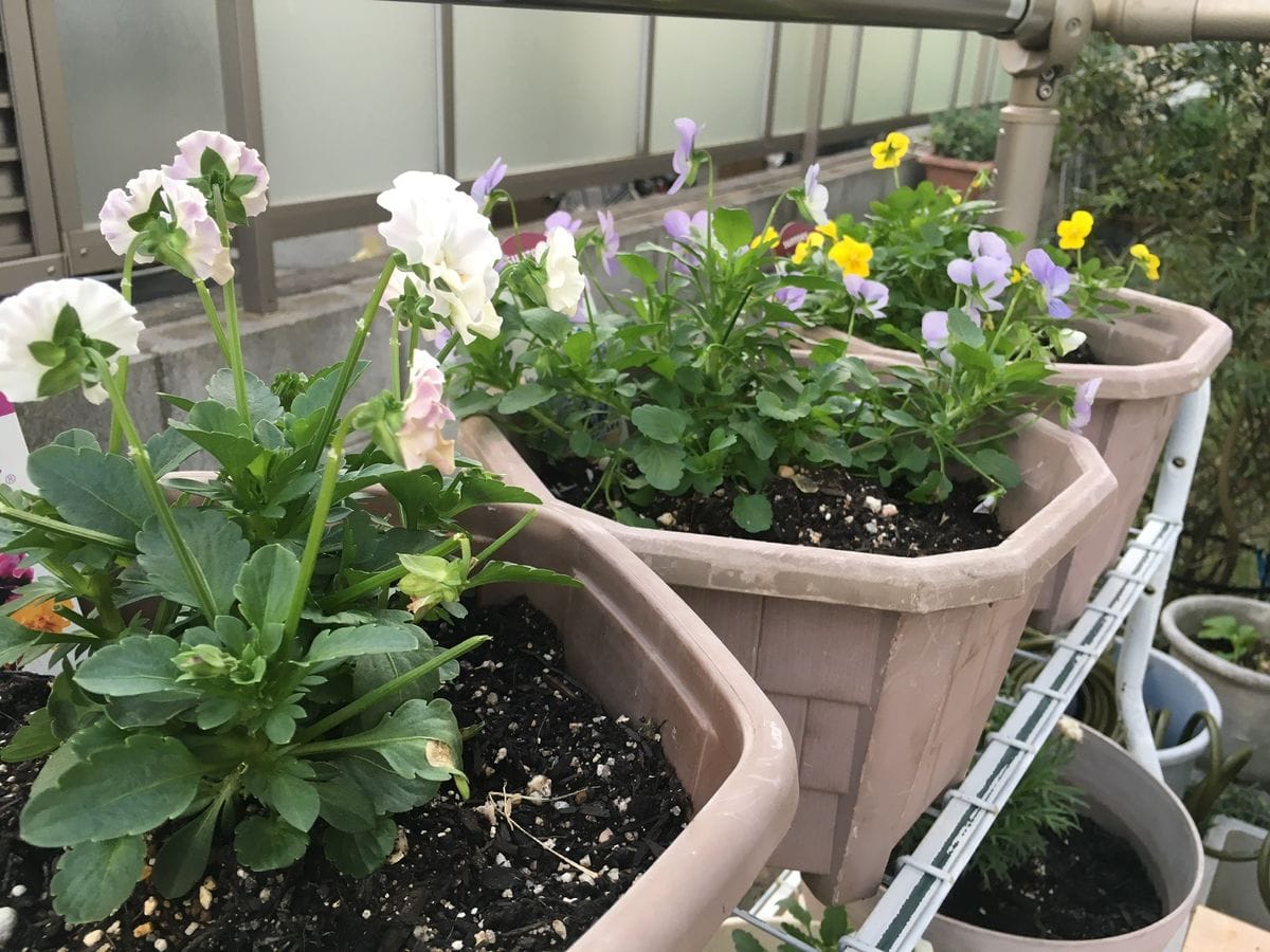 植え付けから満開まで 植え付けから9日後