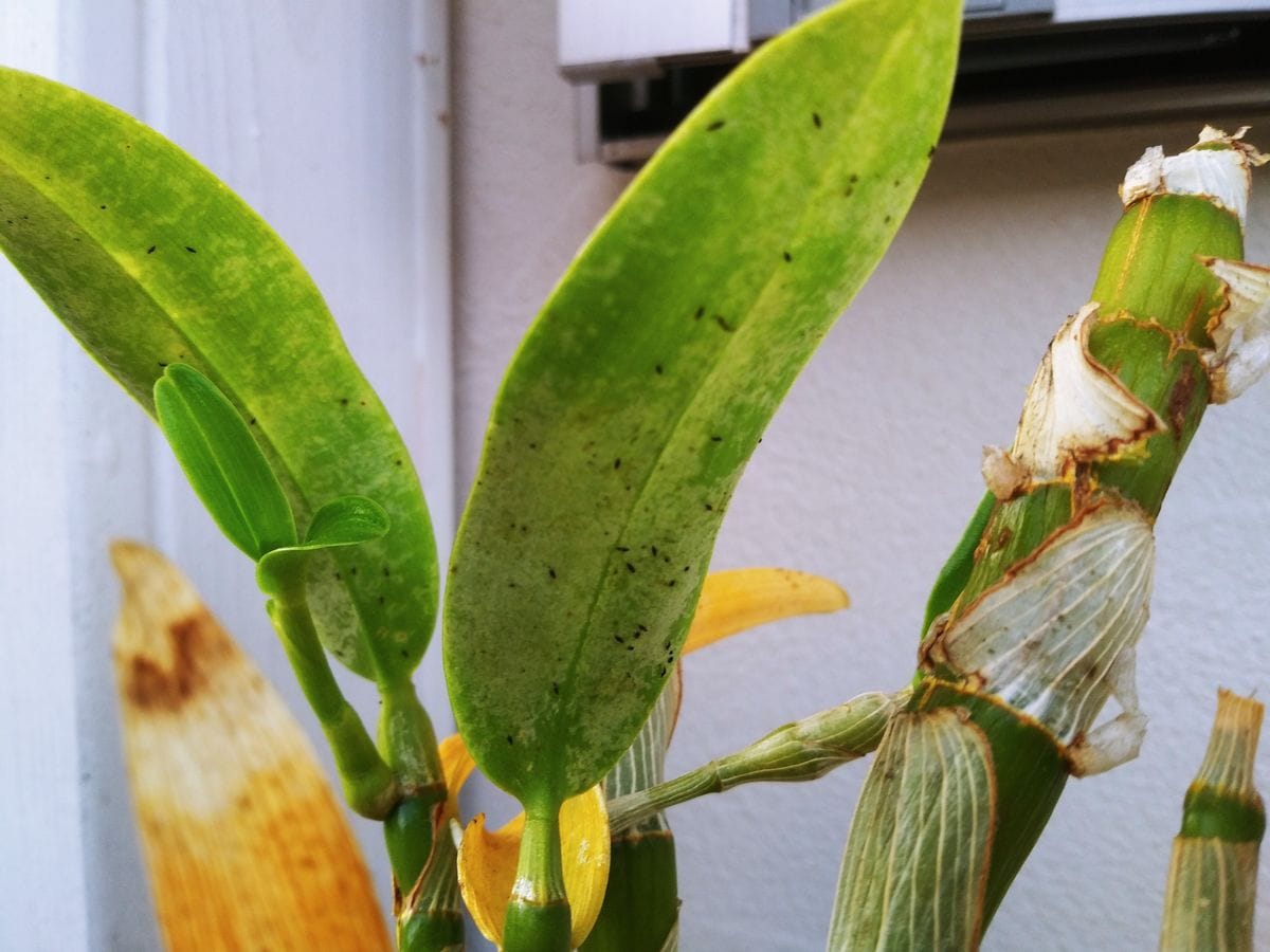 流木仕立てに ダニ？