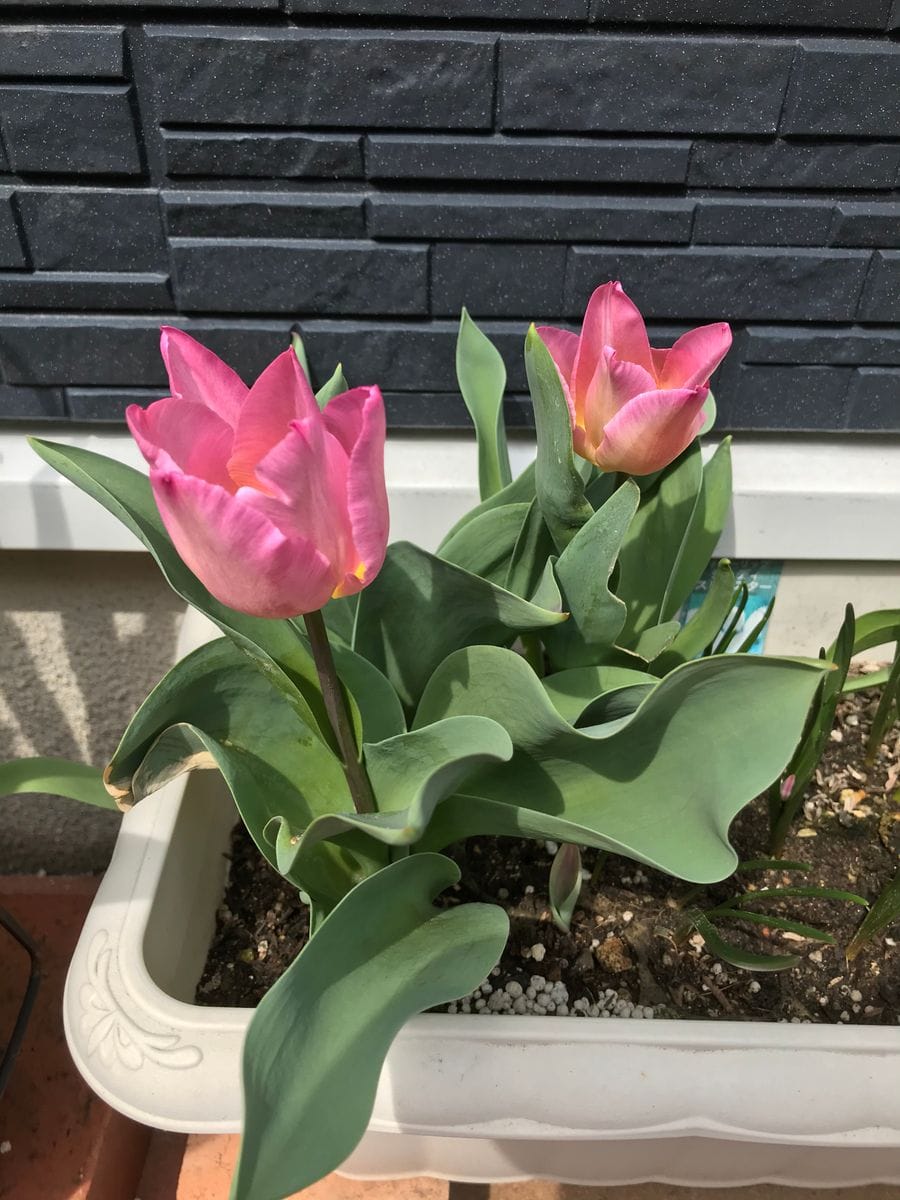 放置チューリップの栽培(再挑戦編) 3月22 二つ目の花開花