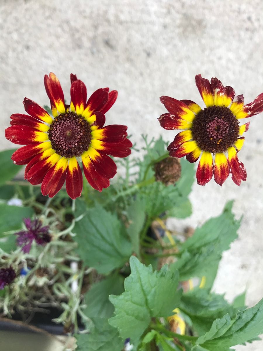 ミックスフラワーガーデン（MIX種）で百花繚乱…してみたいな 同日、これもかな？花輪菊が開花💕