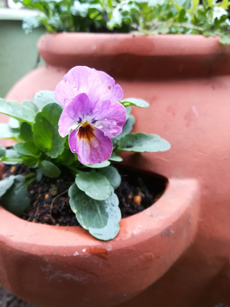 11月に種を撒いて育てるビオラ ２月下旬頃　植木鉢に植え替える。