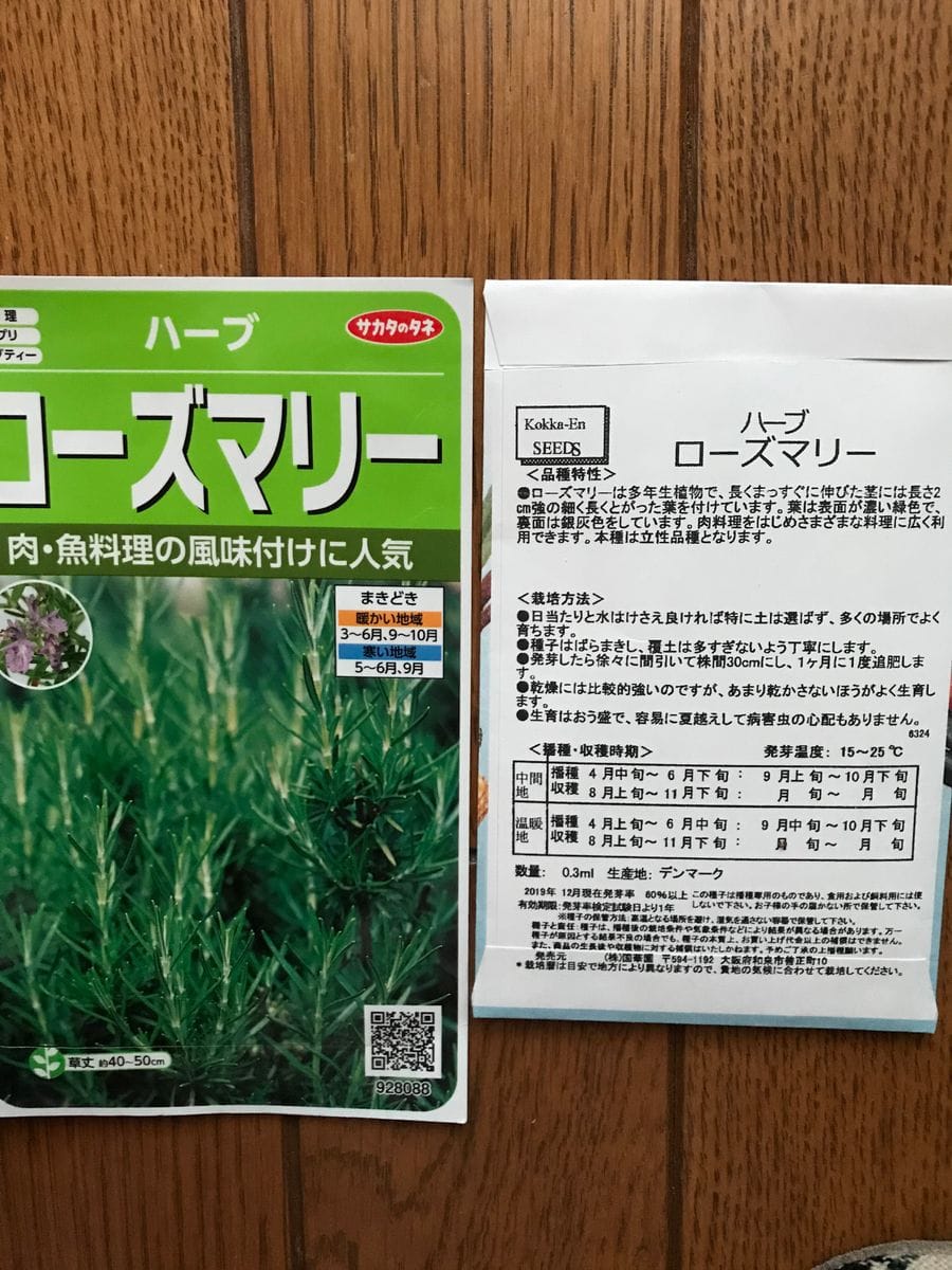 種から育てるローズマリー。初心者には無理かも😢 2020年4月　再び種まきしよう