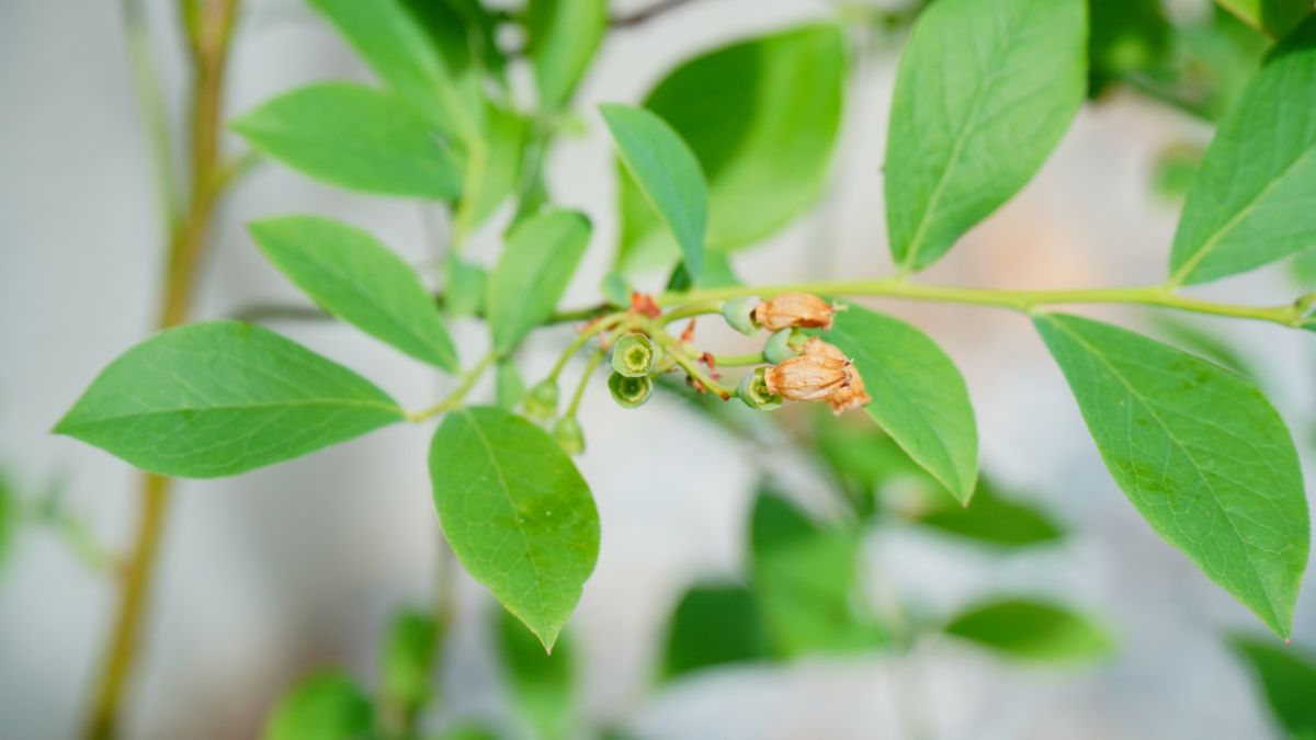 ブルーベリーの2色栽培！ フロリダローズの花